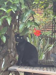 Lost Male Cat last seen Hillegass and Benvenue, Berkeley, CA 94704