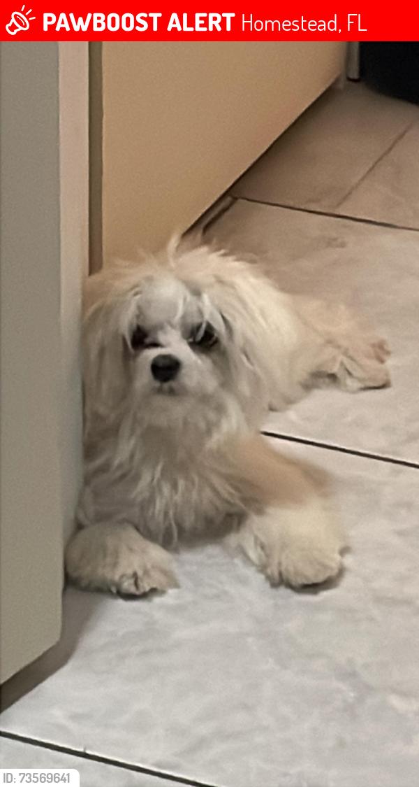 Lost Female Dog last seen Target, Homestead, FL 33033