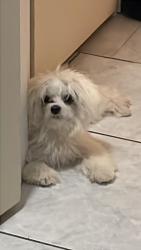 Lost Female Dog last seen Target, Homestead, FL 33033
