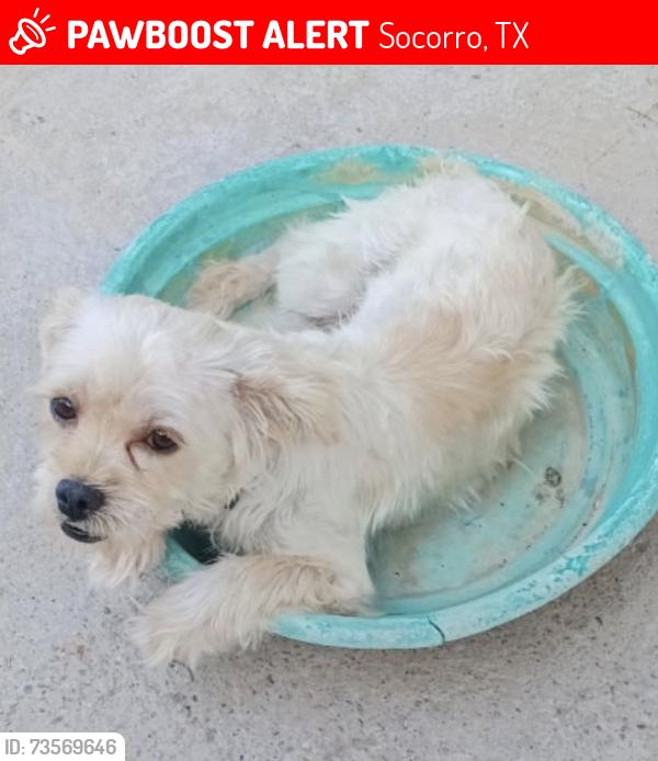 Lost Male Dog last seen eligio rd, Socorro, TX 79927