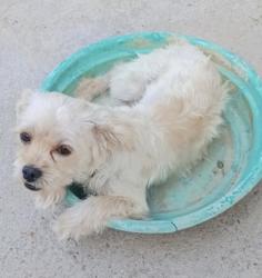 Lost Male Dog last seen eligio rd, Socorro, TX 79927