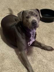 Reunited Male Dog last seen Greens rd, Pompano Beach, FL 33064