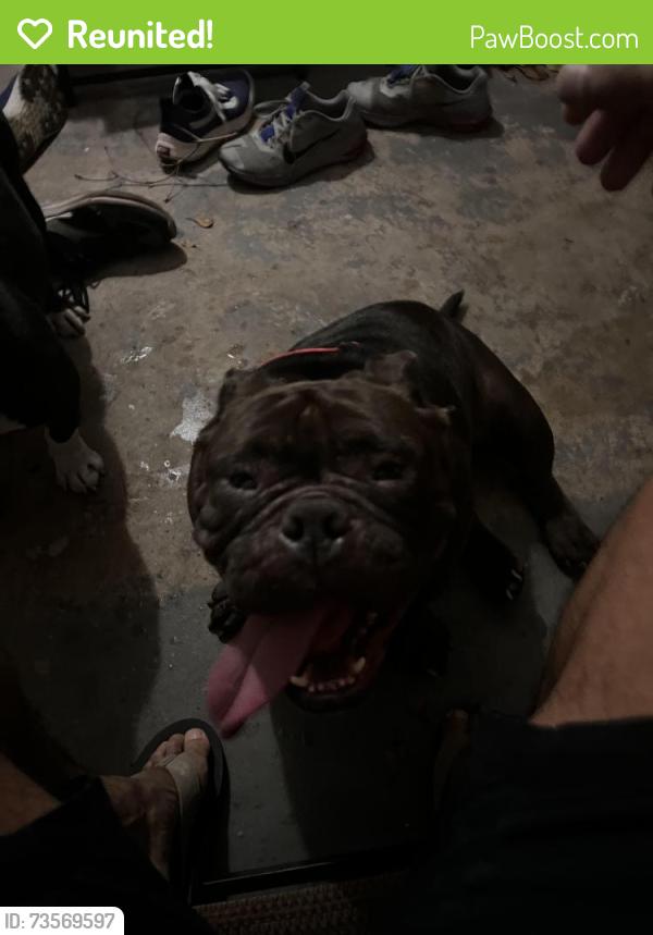 Reunited Female Dog last seen Fredd hunter cemetery, Pembroke Pines, FL 33024