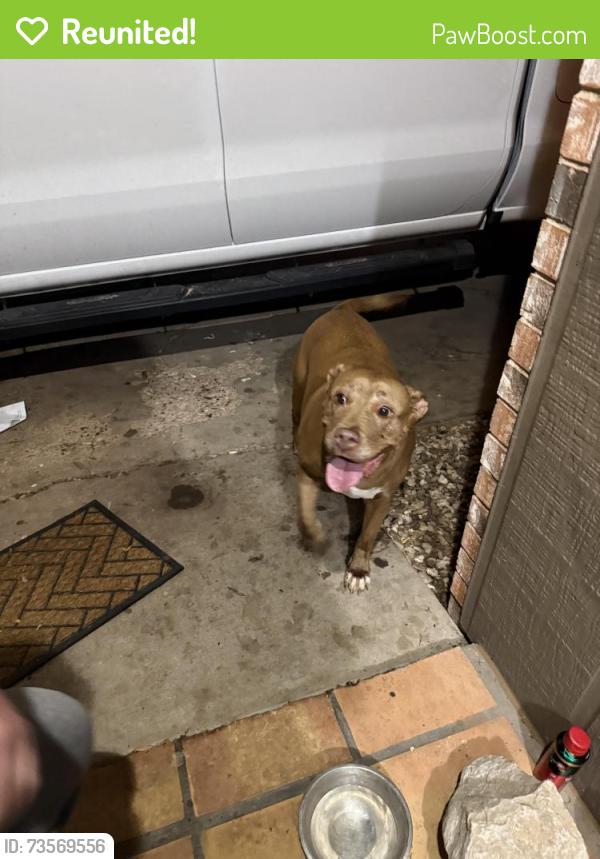 Reunited Female Dog last seen Gary, Lubbock, TX 79410