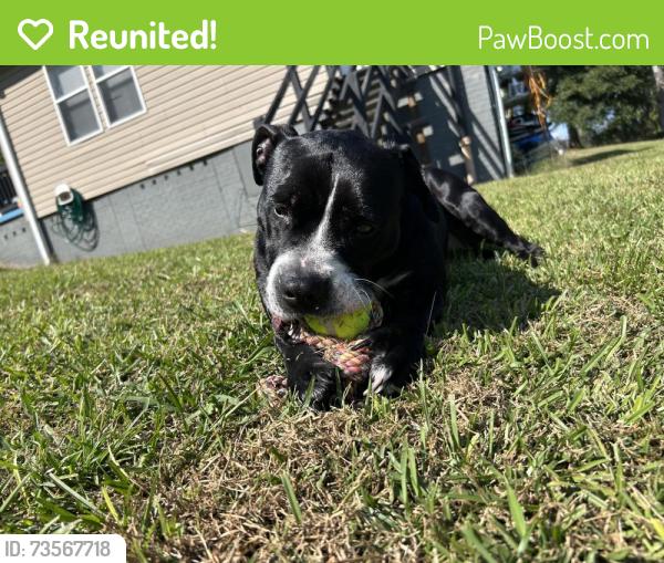 Reunited Female Dog last seen Ariel mill, Easley, SC 29640