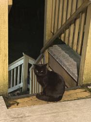 Found/Stray Unknown Cat last seen Near Rumble st, Burnaby, BC V5J 1Z8