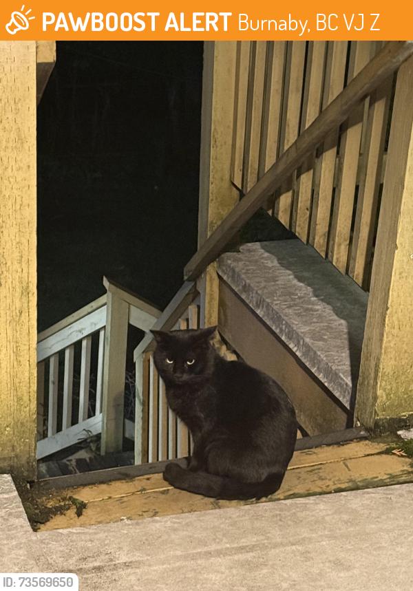 Found/Stray Unknown Cat last seen Near Rumble st, Burnaby, BC V5J 1Z8
