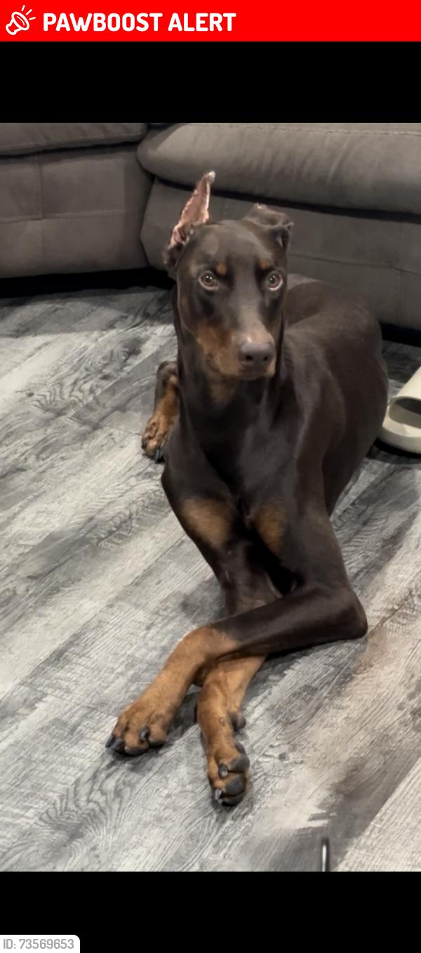 Lost Male Dog last seen Sterling and belvedere, San Bernardino County, CA 92346