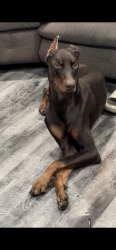 Lost Male Dog last seen Sterling and belvedere, San Bernardino County, CA 92346