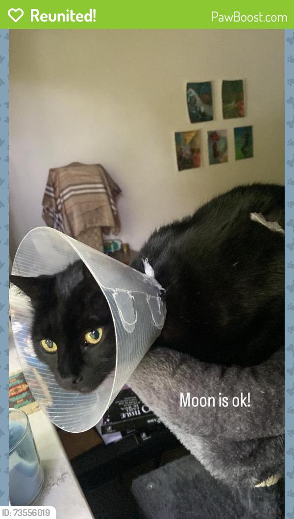 Reunited Male Cat last seen 47th avenue. Marine drive station, Vancouver, BC V5X 2M2