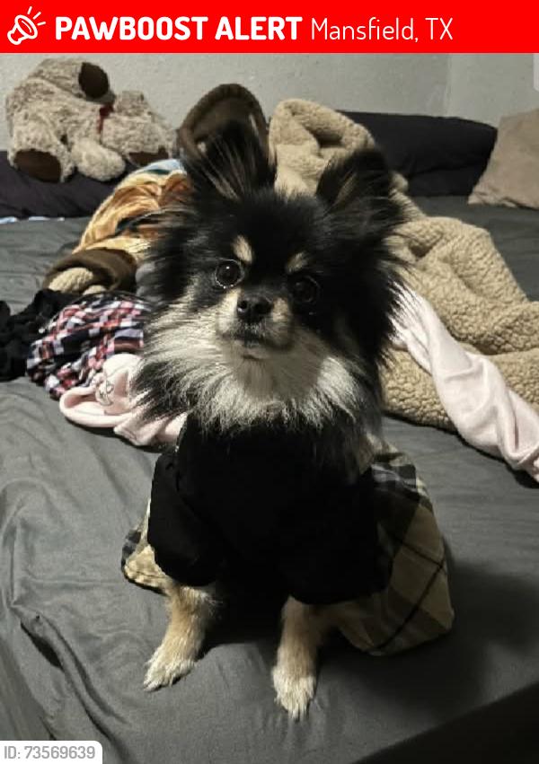 Lost Female Dog last seen Mansfield, Mansfield, TX 76063