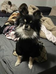 Lost Female Dog last seen Mansfield, Mansfield, TX 76063