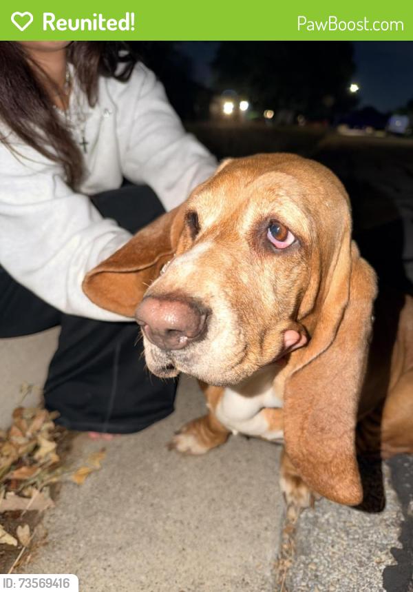Reunited Female Dog last seen Wheaton dr, Fort Worth, TX 76133