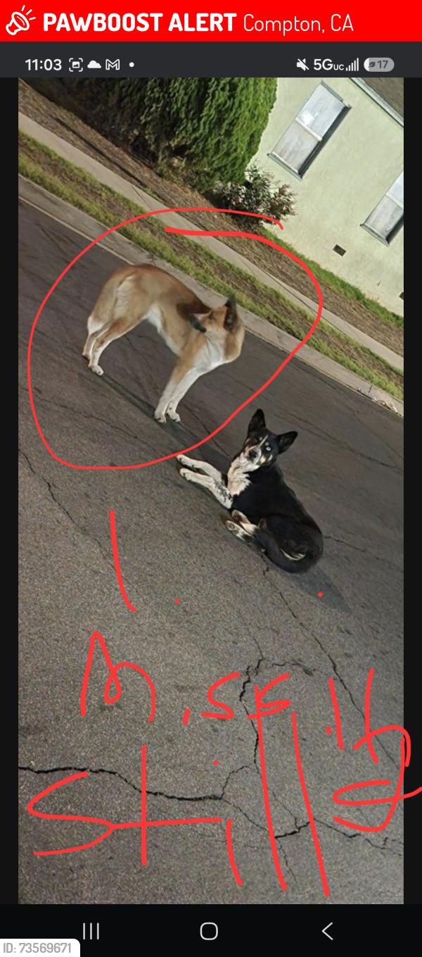 Lost Female Dog last seen Home depot, Compton, CA 90220