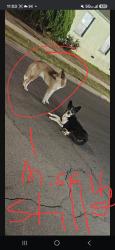Lost Female Dog last seen Home depot, Compton, CA 90220