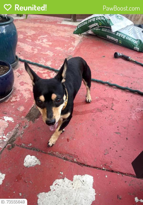 Reunited Male Dog last seen 66th and Arthur in Oakland, Oakland, CA 94605