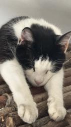 Lost Male Cat last seen Tesco express, Greater London, England SE25 6EU