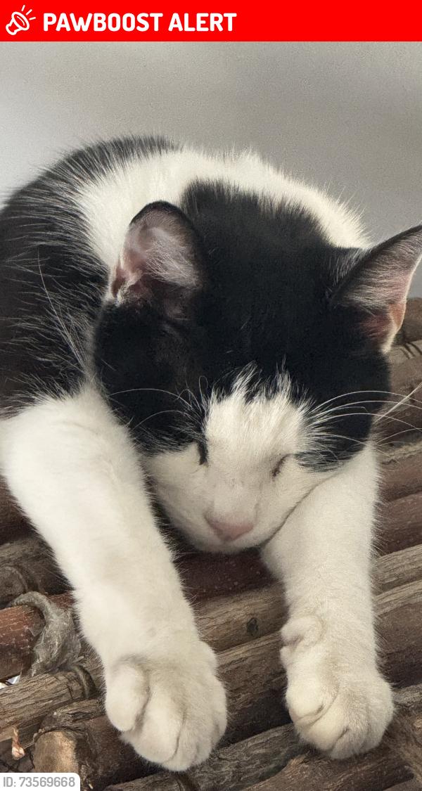 Lost Male Cat last seen Tesco express, Greater London, England SE25 6EU