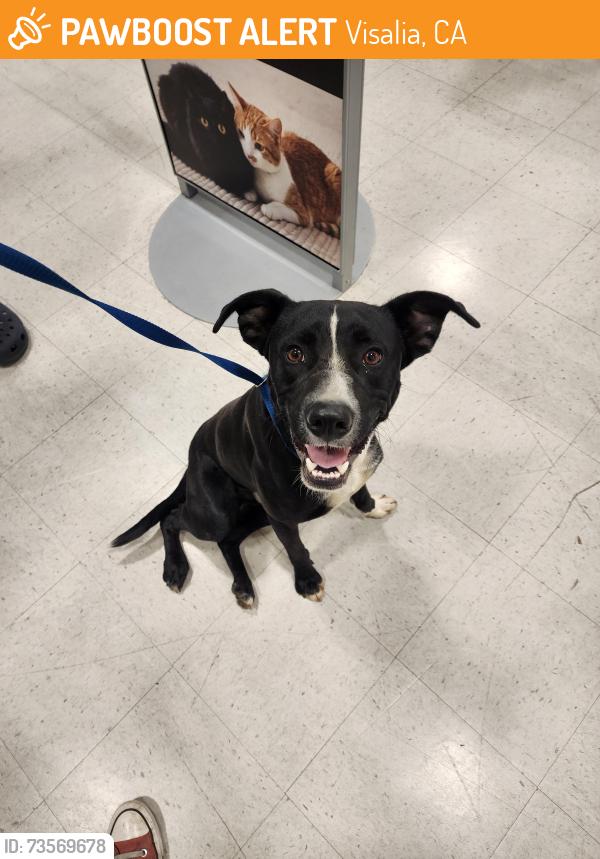Found/Stray Male Dog last seen Burke and Paradise, Visalia, CA 93292