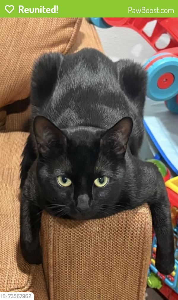 Reunited Male Cat last seen Prospect ave, Bridgeport, PA 19405