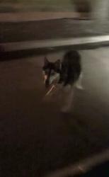 Found/Stray Unknown Dog last seen Near N Country Club Rd Garland, TX 75040 United States, Garland, TX 75040