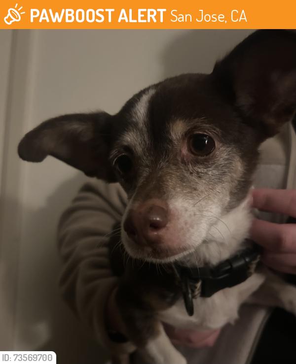 Found/Stray Female Dog last seen Temple drive, San Jose, CA 95117