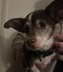 Found/Stray Female Dog last seen Temple drive, San Jose, CA 95117