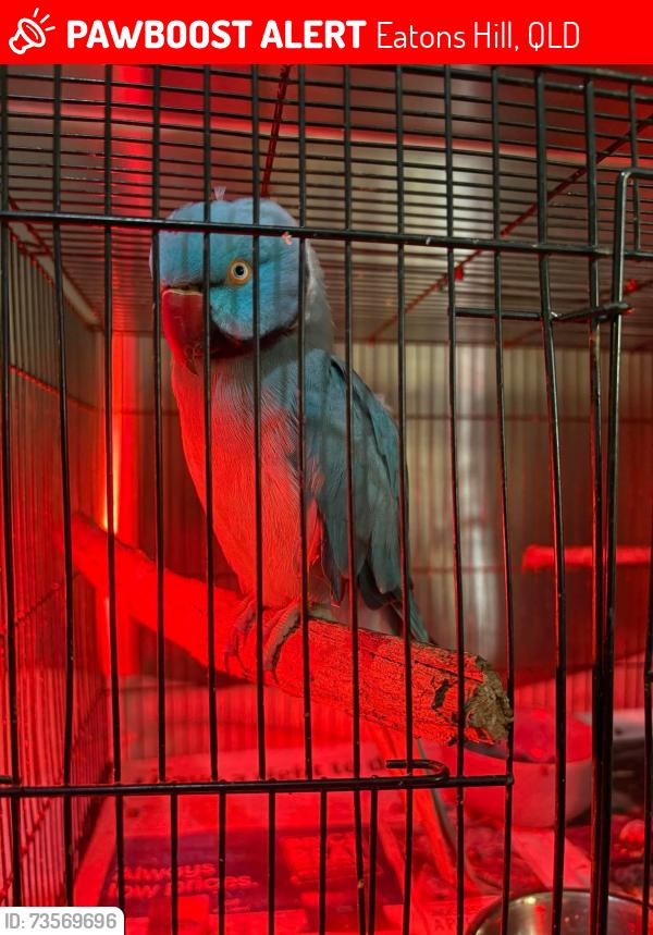 Lost Male Bird last seen On Hidden Valley Drive, Eatons Hill, QLD 4037
