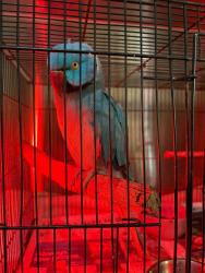 Lost Male Bird last seen On Hidden Valley Drive, Eatons Hill, QLD 4037