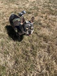 Reunited Male Dog last seen 21st, San Pablo, CA 94806