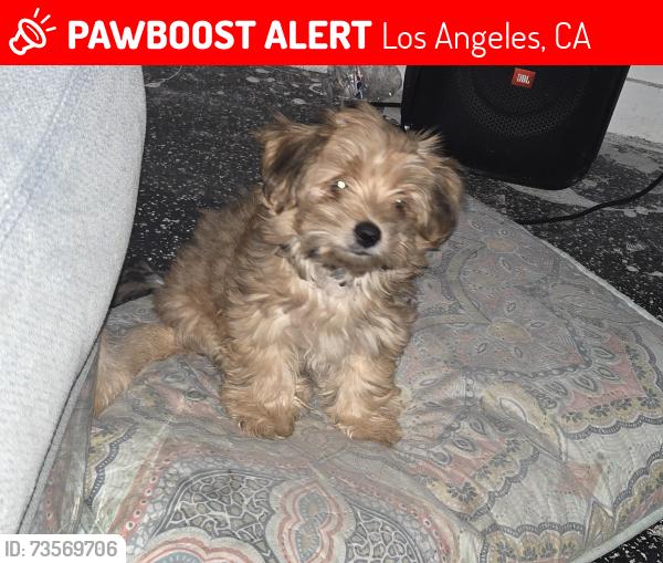 Lost Male Dog last seen Portola and Wadena 90032, Los Angeles, CA 90032