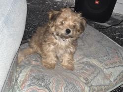 Lost Male Dog last seen Portola and Wadena 90032, Los Angeles, CA 90032