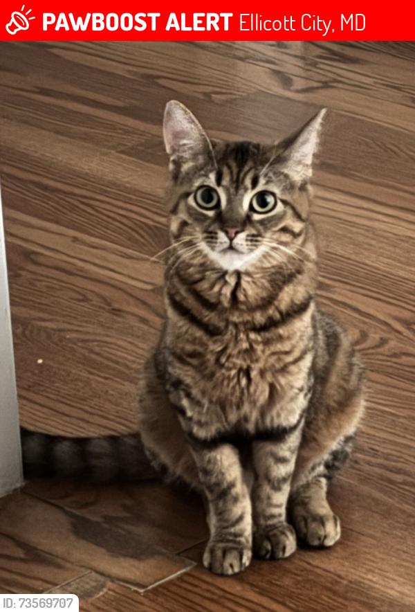 Lost Female Cat last seen Wilton Ave, Chapel Ave, Ellicott City, MD 21043