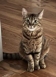 Lost Female Cat last seen Wilton Ave, Chapel Ave, Ellicott City, MD 21043