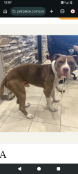 Lost Male Dog last seen Near bobtown Rd garland tx, Garland, TX 75043