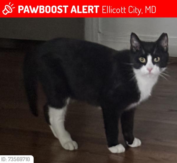 Lost Male Cat last seen Wilton Ave, Chapel Ave, Ellicott City, MD 21043