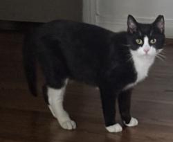 Lost Male Cat last seen Wilton Ave, Chapel Ave, Ellicott City, MD 21043