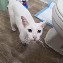 Reunited Unknown Cat last seen Wyoming Street, between Cherry and Olive Street, Westminster, CA 92683