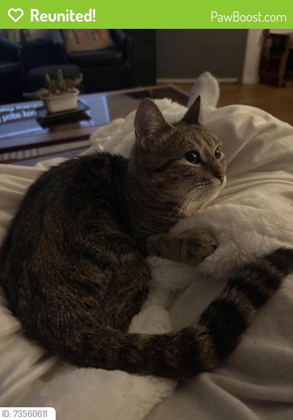 Reunited Female Cat last seen New York Ave and Farragut Rd, Brooklyn, NY 11210