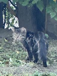 Found/Stray Unknown Cat last seen Oakdale and Karlove, Chicago, IL 60641