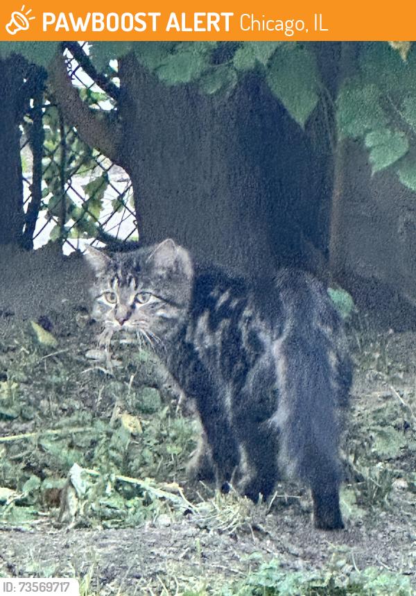 Found/Stray Unknown Cat last seen Oakdale and Karlove, Chicago, IL 60641