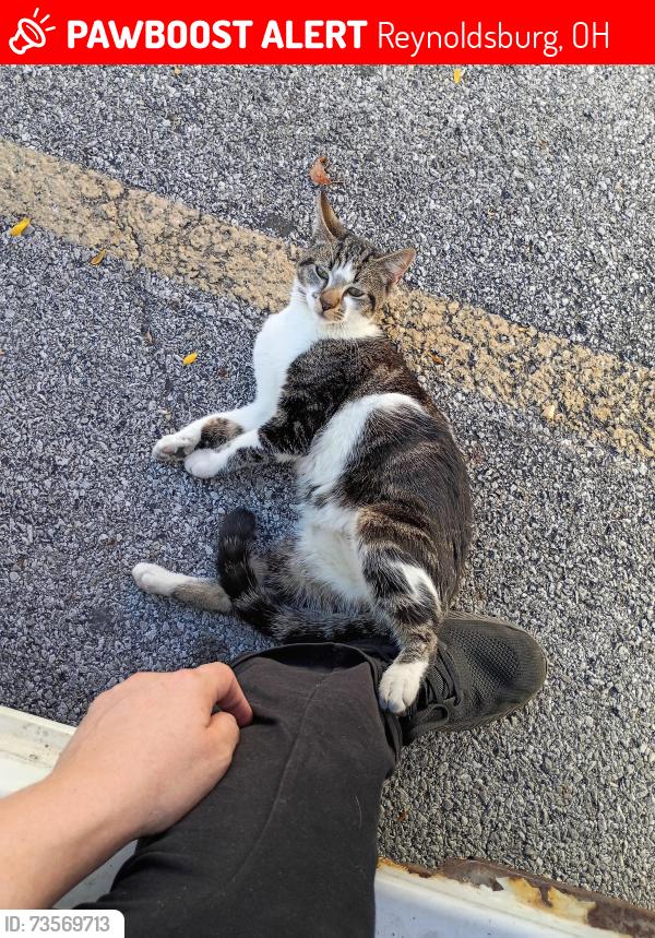 Lost Male Cat last seen Brice Rd, Reynoldsburg, OH 43068