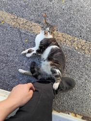 Lost Male Cat last seen Brice Rd, Reynoldsburg, OH 43068