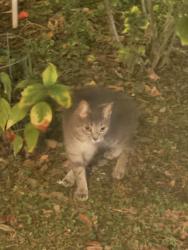 Found/Stray Female Cat last seen Neighborhood 1 off Hwy 200 near gate, Silver Springs Shores, FL 34472