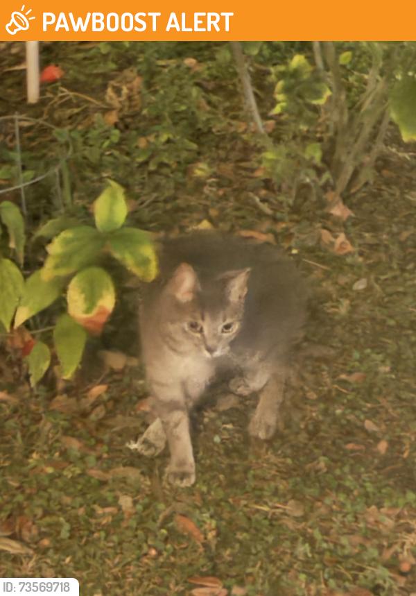 Found/Stray Female Cat last seen Neighborhood 1 off Hwy 200 near gate, Silver Springs Shores, FL 34472