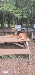Lost Male Dog last seen Faison, W Mcgowan Rd, NC 28341