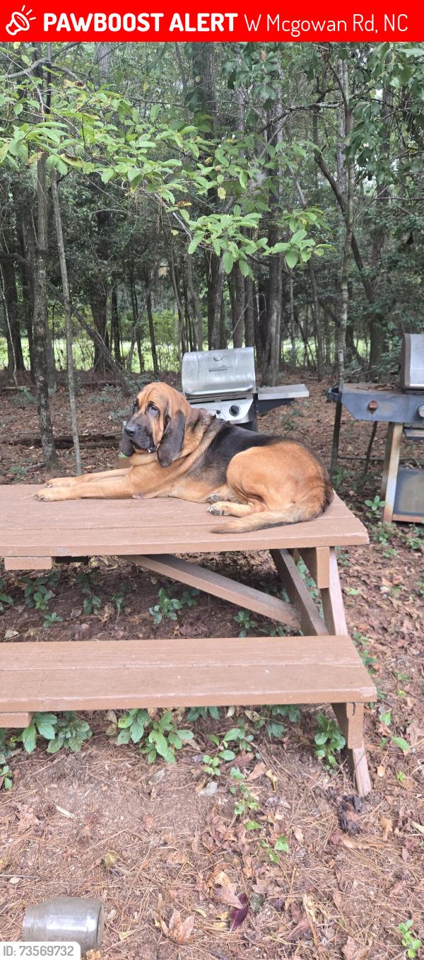 Lost Male Dog last seen Faison, W Mcgowan Rd, NC 28341