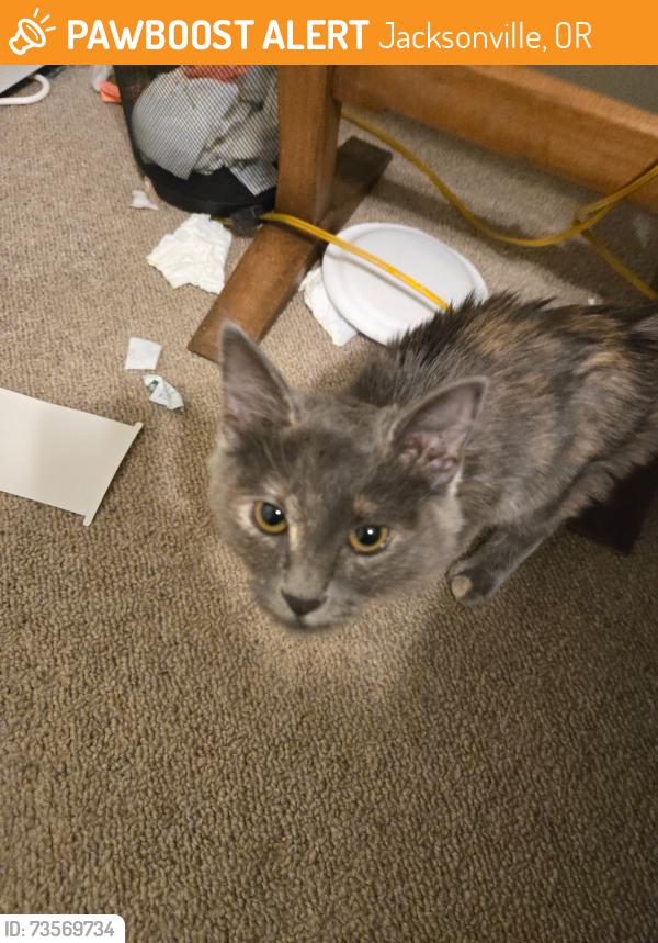 Found/Stray Unknown Cat last seen Gogis, Jacksonville, OR 97530