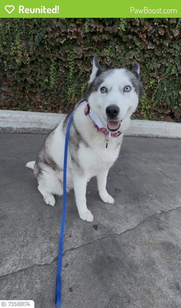 Reunited Female Dog last seen Blain Park hses neighborhood, Visalia, CA 93277