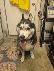 Reunited Unknown Dog last seen Siebecker school, South San Francisco, CA 94080